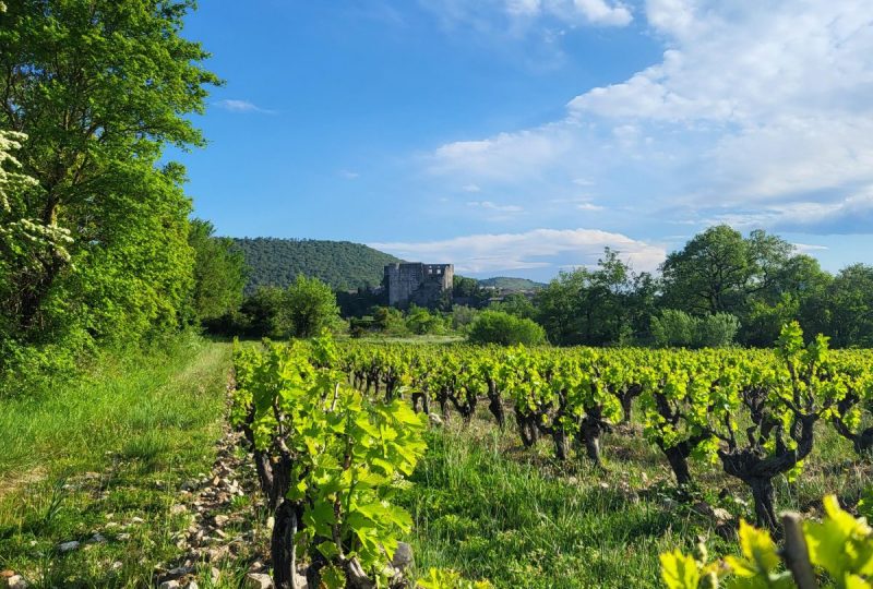 Visite guidée d’Alba-la-Romaine et découverte du caveau des vignerons à Alba-la-Romaine - 2