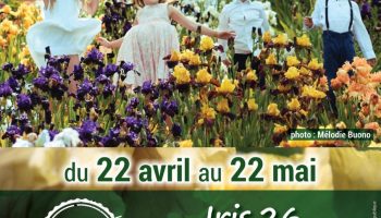 Les iris en fleurs Du 22 avr au 22 mai 2024